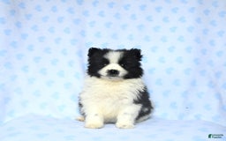 Pomeranian dogs for sale: Pomeranian 2 puppies - Image 1