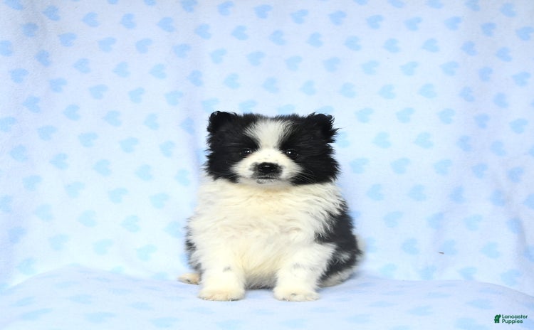 Pomeranian dogs for sale - Ad 4