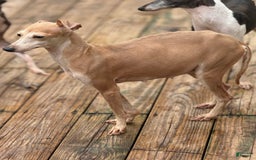 Italian Greyhound dogs for sale: Toby - Image 5