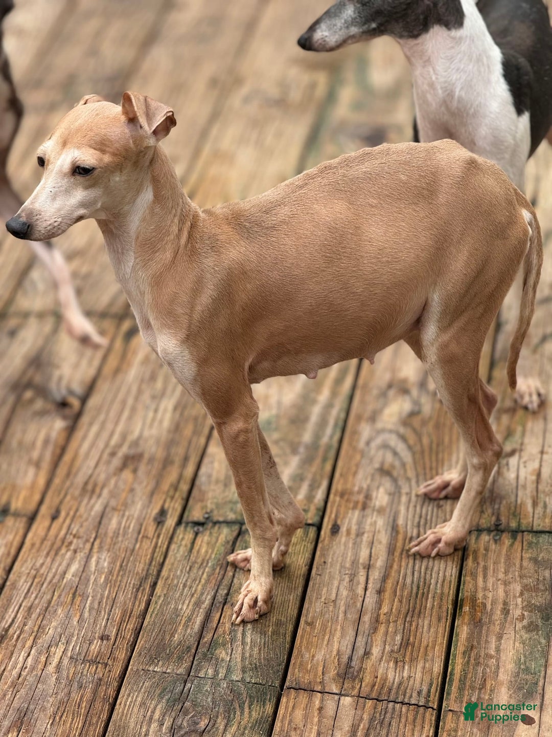 Italian Greyhound dogs for sale: Toby - Image 5