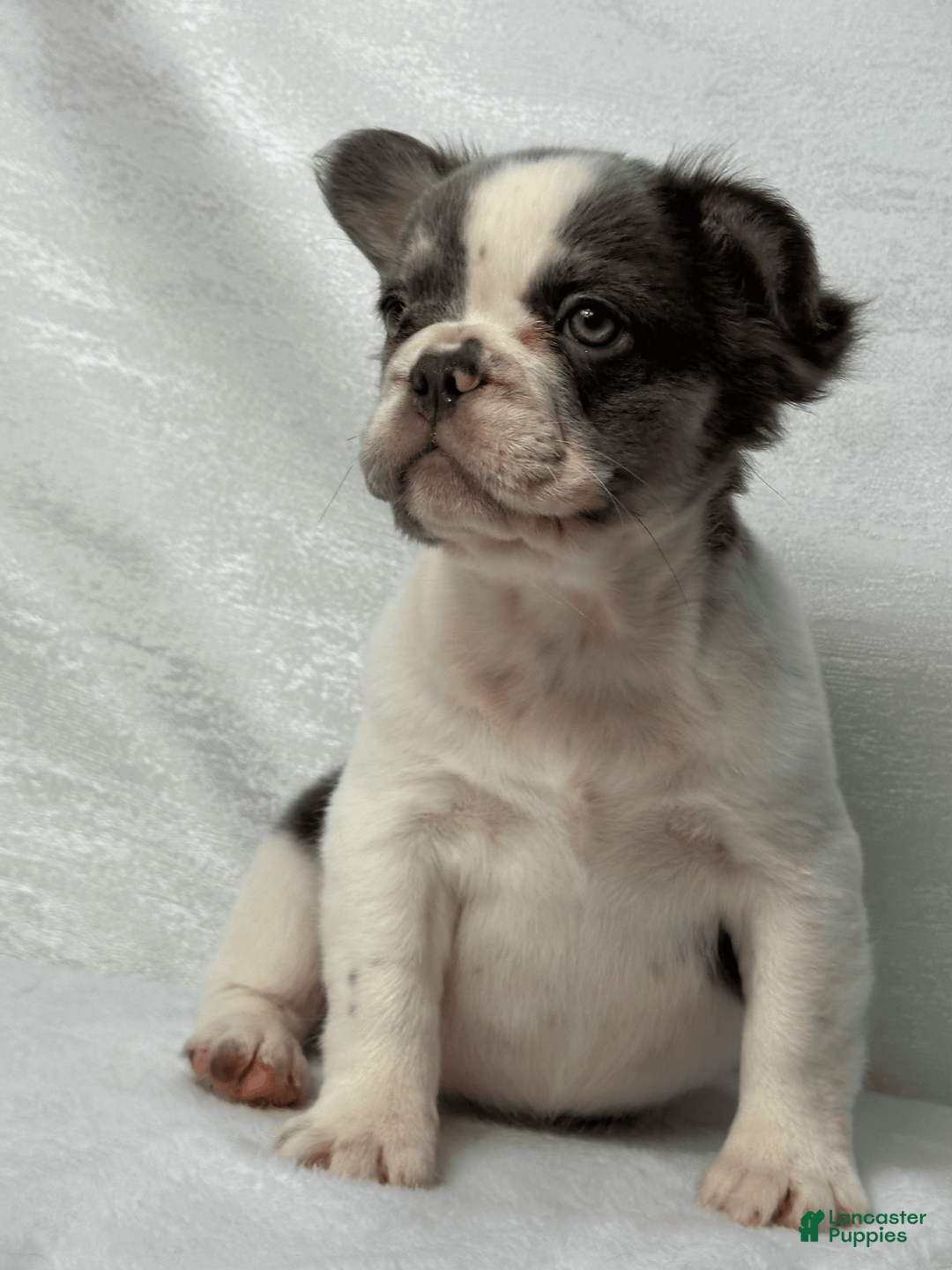 French Bulldog dogs for sale: ghost - Image 3