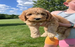 Cavapoo dogs for sale: Wallon - Image 6
