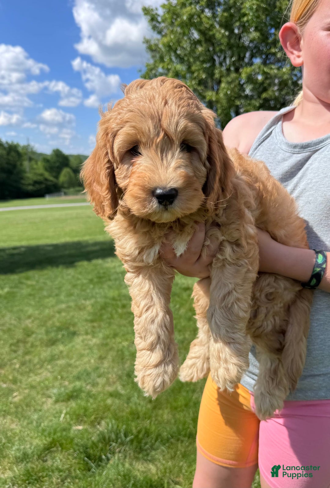 Cavapoo dogs for sale: Wallon - Image 6