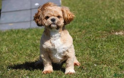 Shih Tzu dogs for sale: Franklin - Image 10