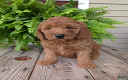 Mini Goldendoodle dogs for sale: Mini -kobe - Image 40
