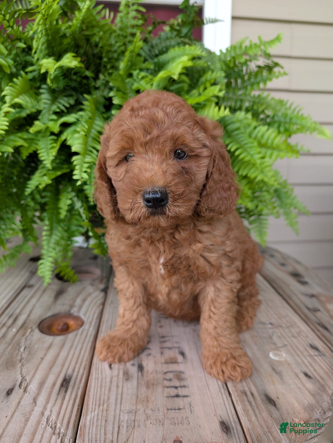 Mini Goldendoodle dogs for sale: Mini -kobe - Image 40