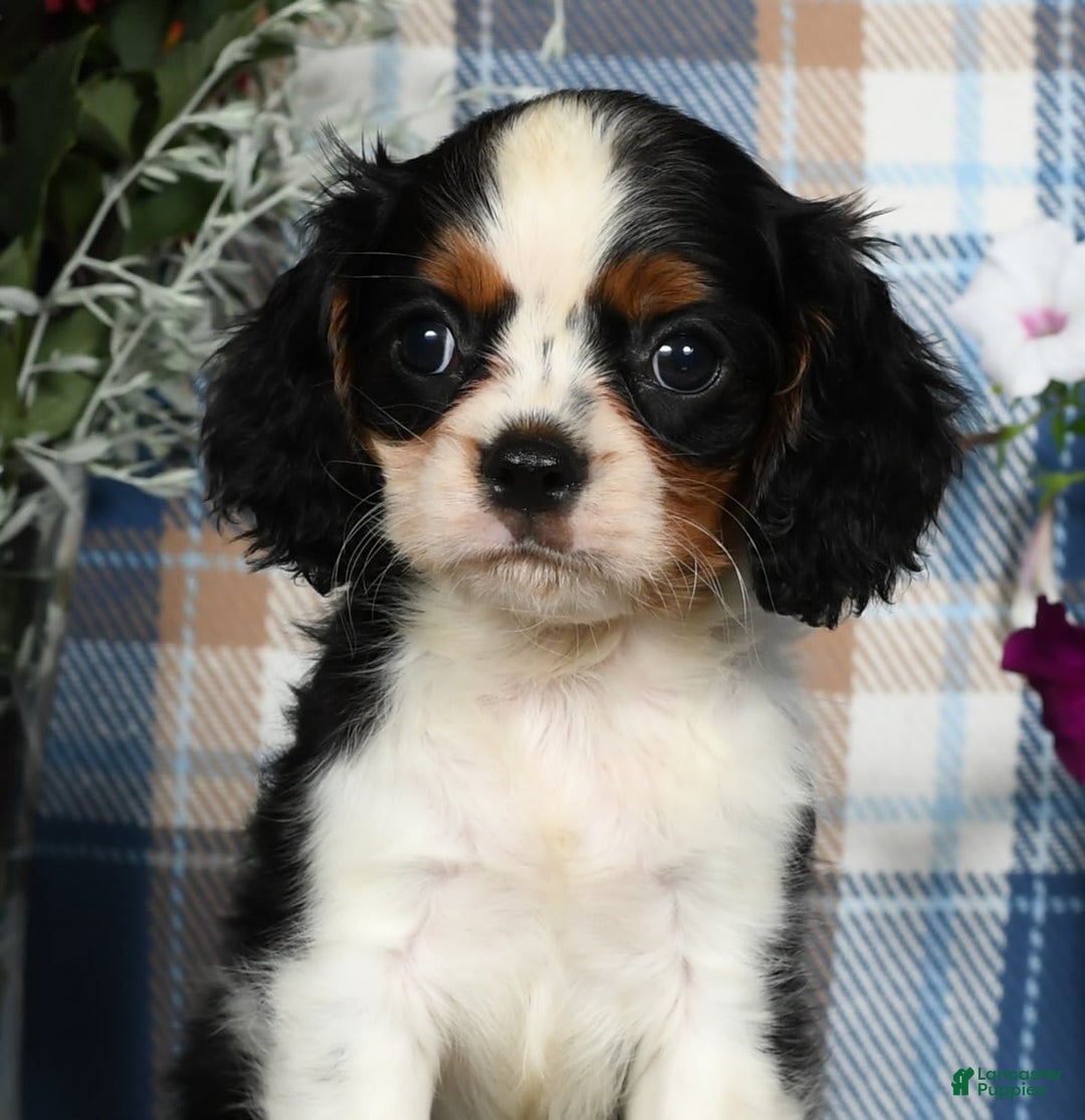 Cavalier King Charles Spaniel dogs for sale: Austin - Image 2