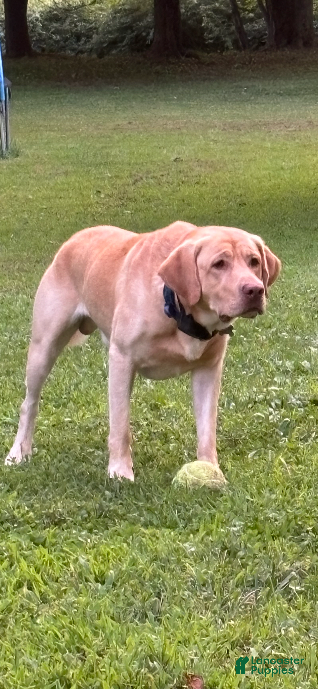 Labrador Retriever dogs for sale: Dora - Image 3