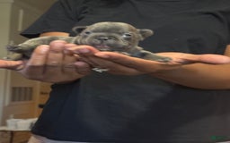 French Bulldog dogs for sale: Female 2 - Image 1
