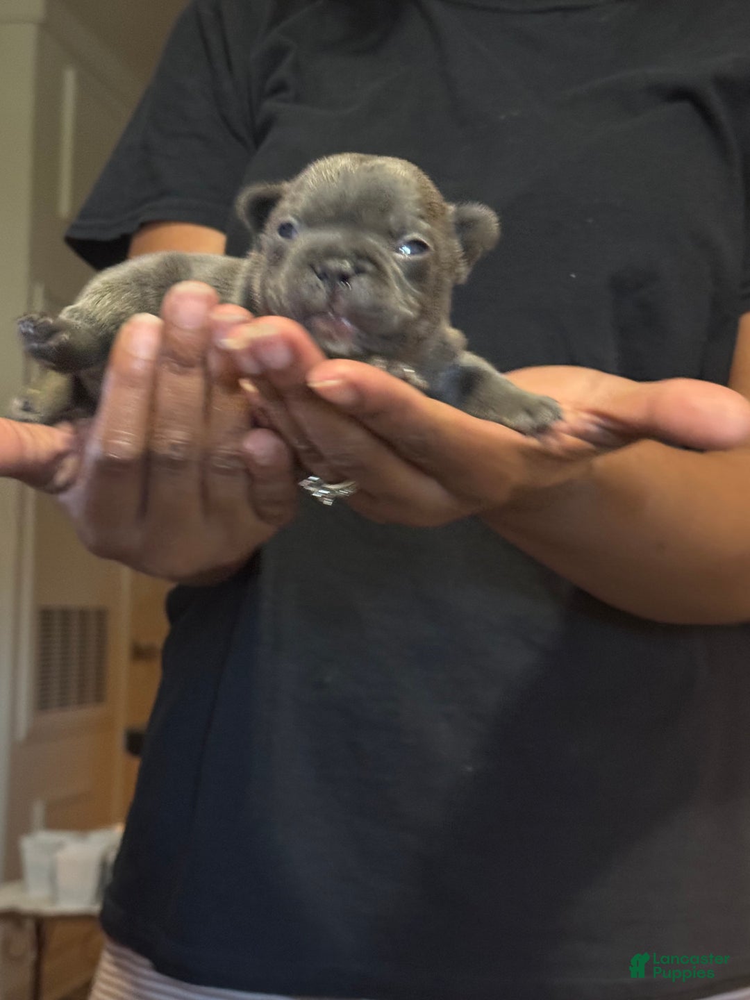 French Bulldog dogs for sale: Female 2 - Image 1