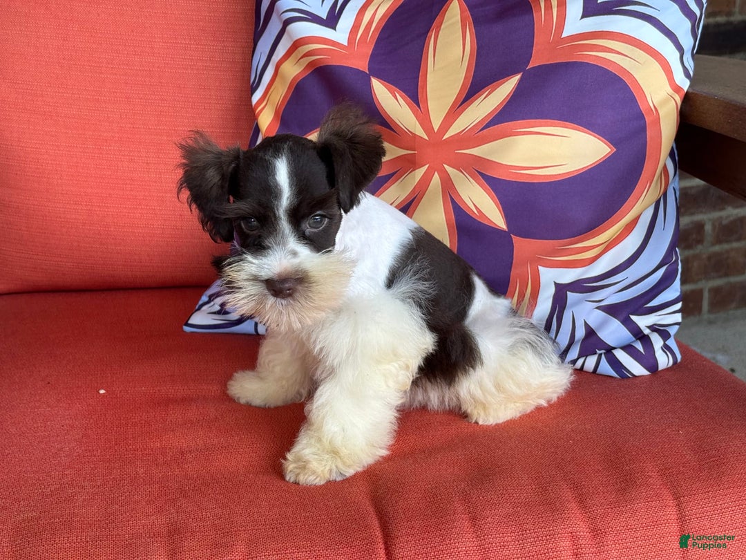 Miniature Schnauzer dogs for sale: Fancy Male 2 Akc Liver Parti - Image 11