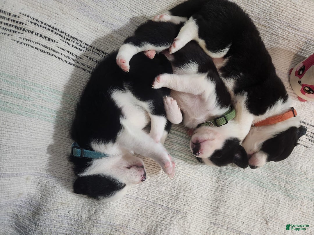 Border Collie dogs for sale: Little Lenny - Image 2