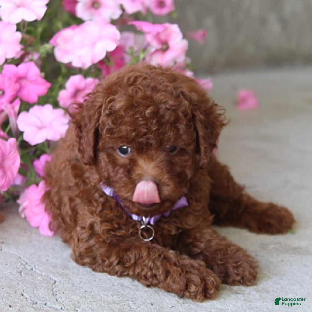 Toy Poodle dogs for sale: Tilly - Image 3