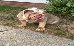 English Bulldog dogs for sale: Chloe - Image 6
