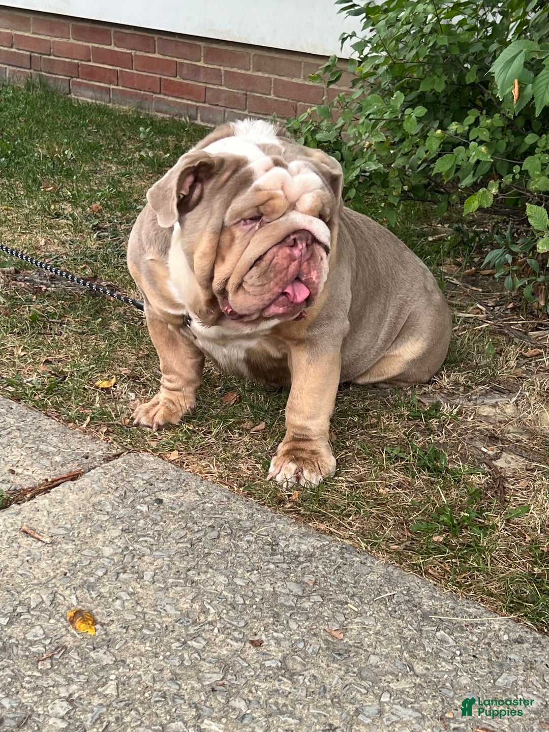 English Bulldog dogs for sale: Chloe - Image 6