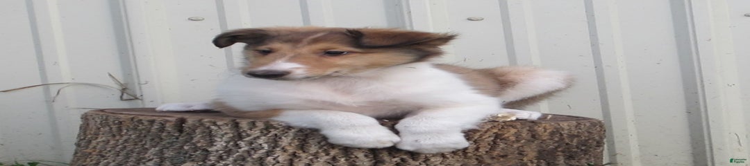 Asher