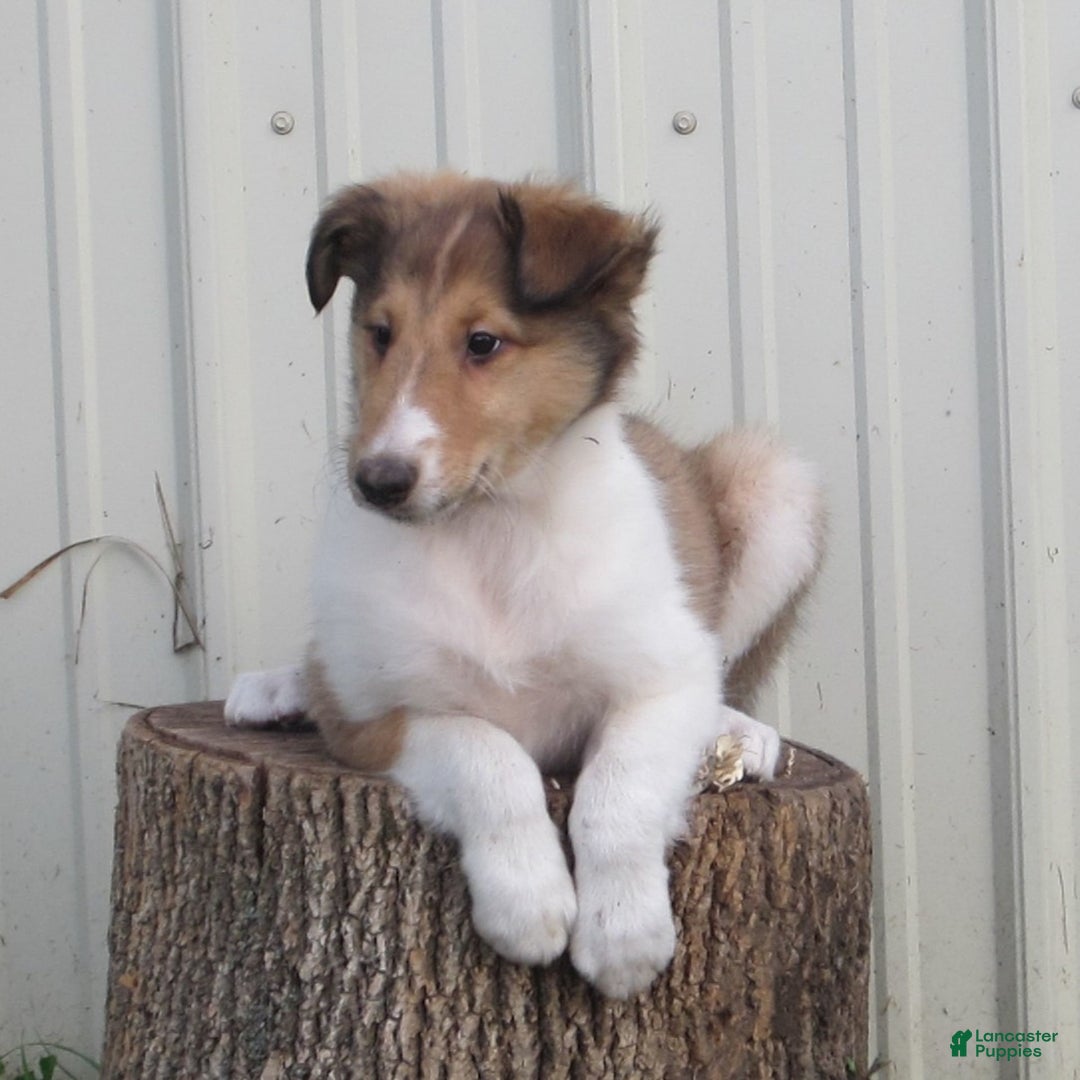 Collie dogs for sale: Asher - Image 1
