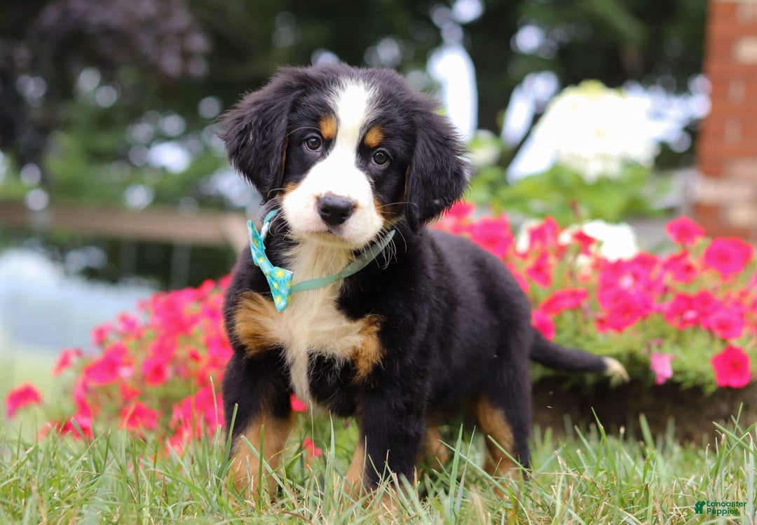 Bernese Mountain Dog dogs for sale: Koda - Image 3