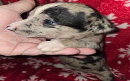 Chihuahua dogs for sale: Merle Girl 1 Blue eyes - Image 1