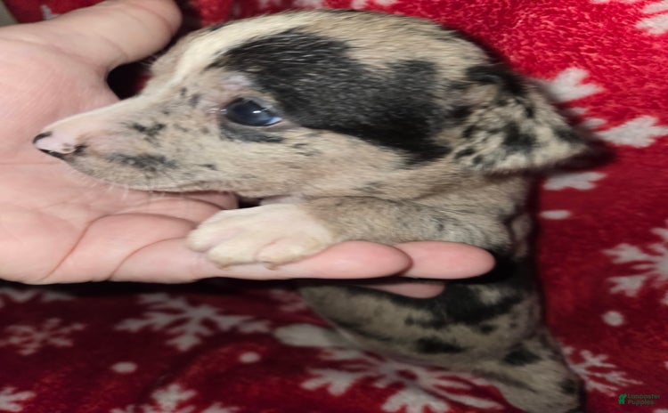 Chihuahua dogs for sale - Ad 4