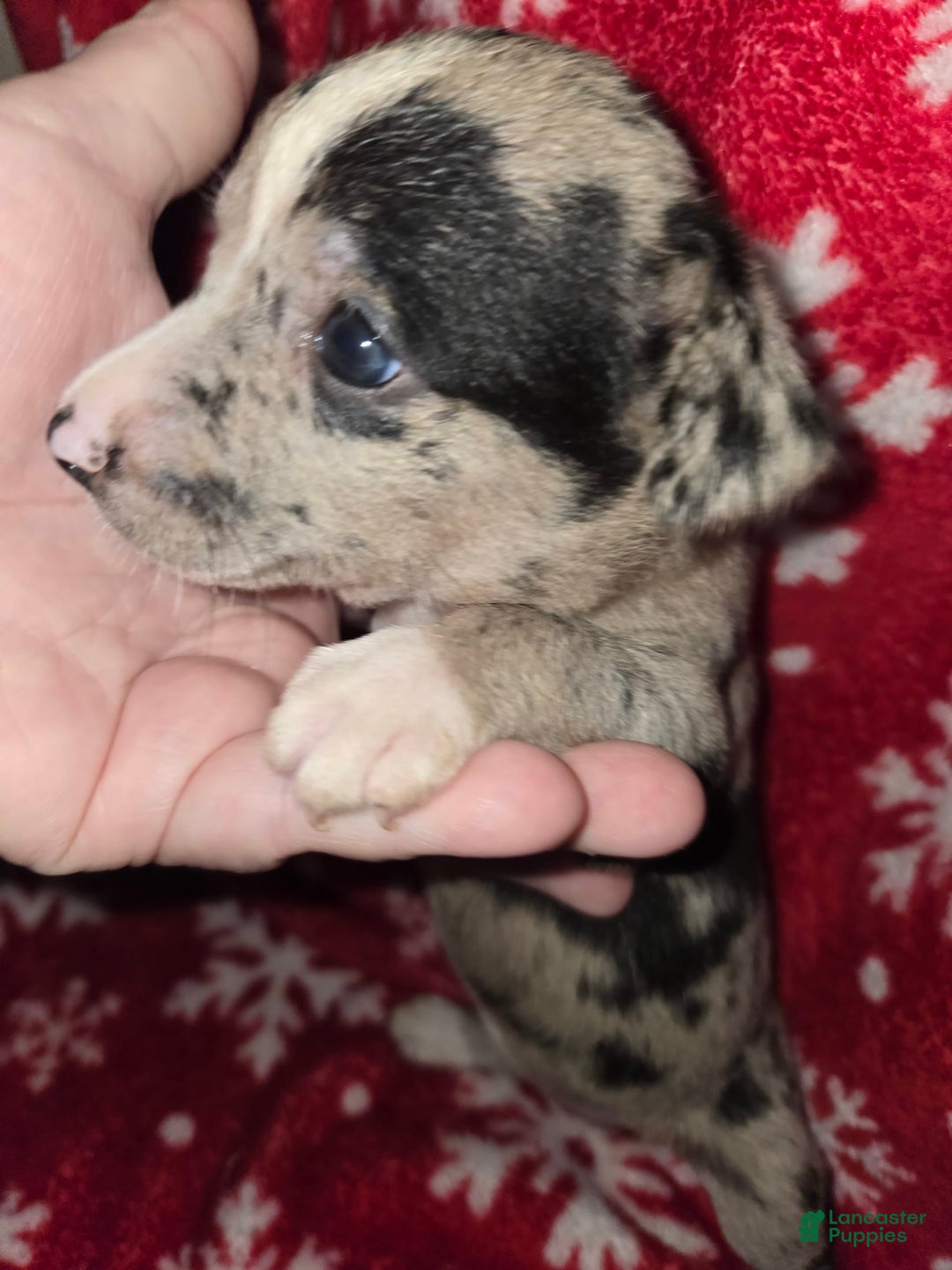 Chihuahua dogs for sale: Merle Girl 1 Blue eyes - Image 1