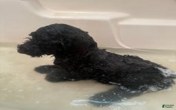 Standard Poodle dogs for sale: Ningning - Image 3