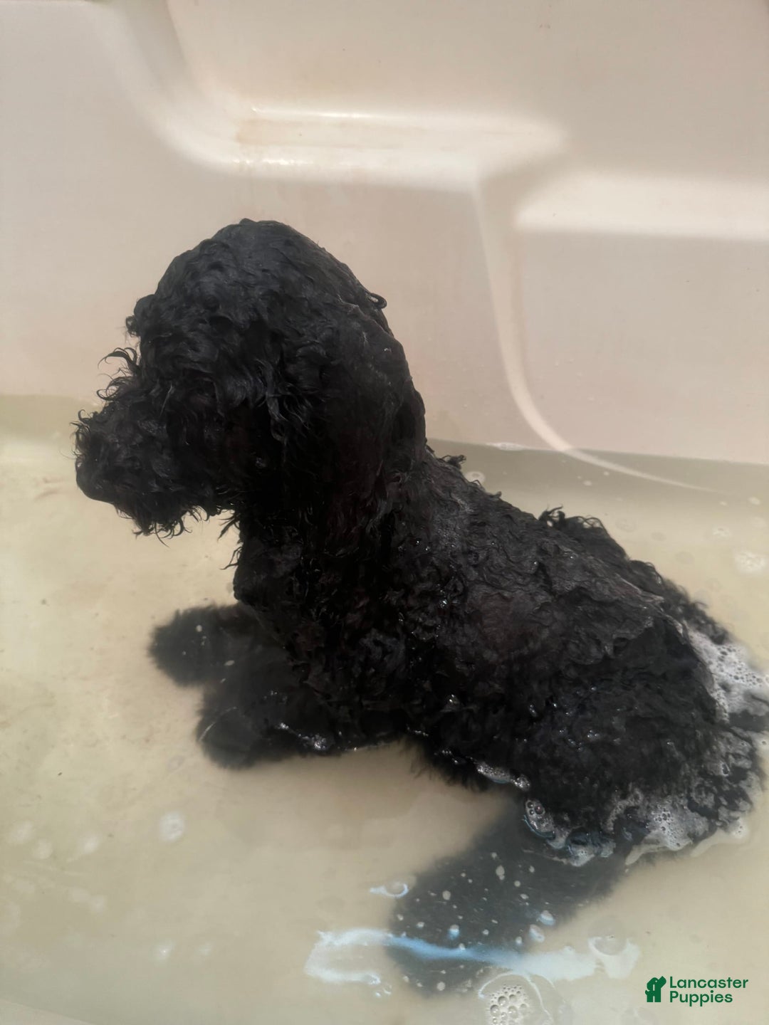 Standard Poodle dogs for sale: Ningning - Image 3