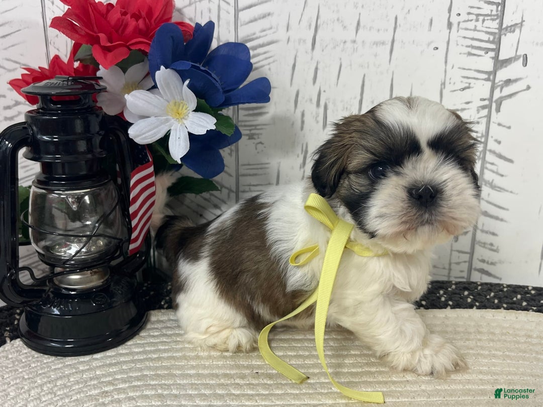 Shih Tzu dogs for sale: Freddy - Image 1