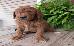 Goldendoodle dogs for sale: Cash - Image 4