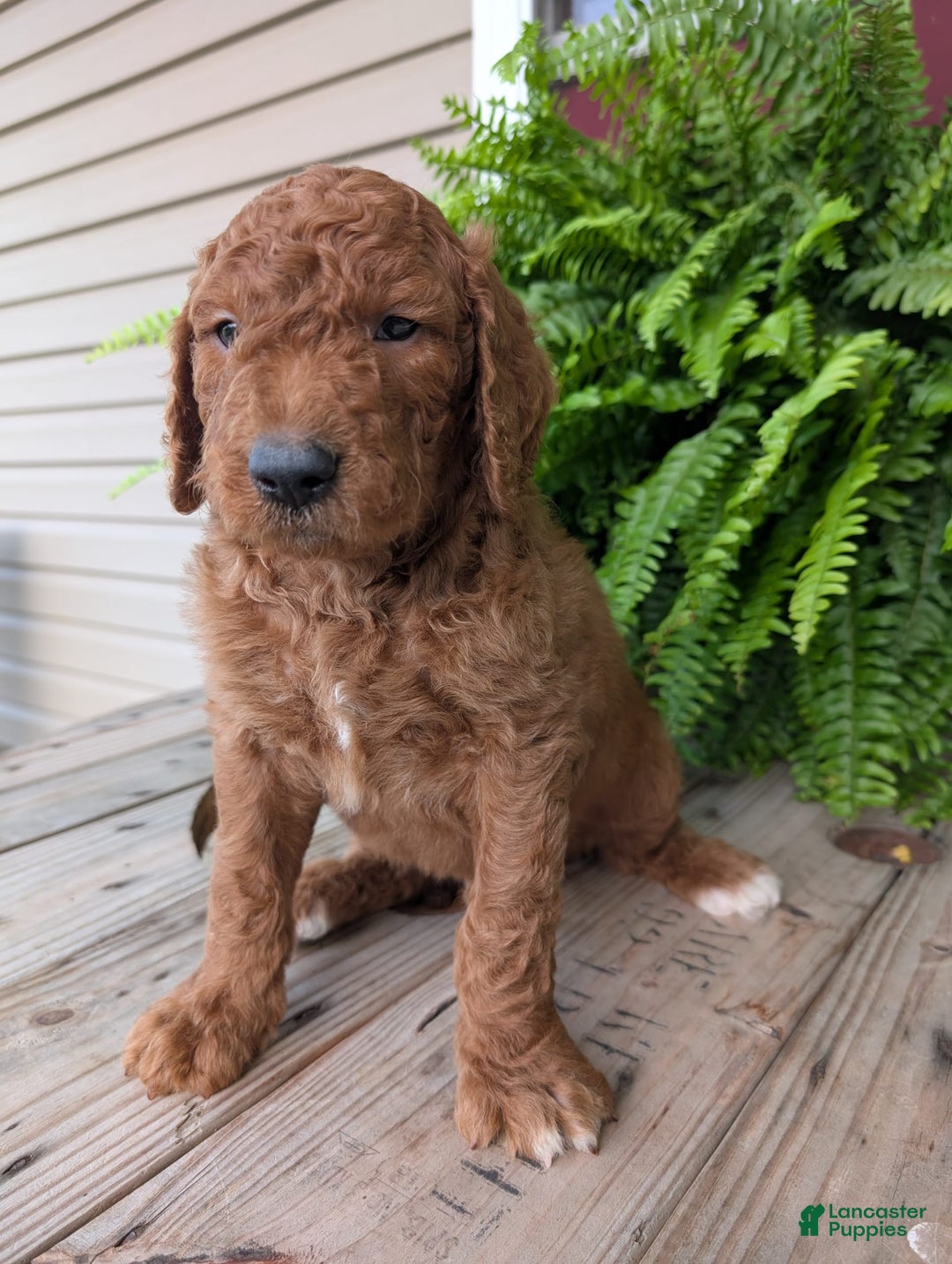 Goldendoodle dogs for sale: Cash - Image 4