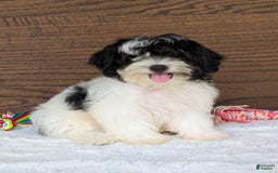 Teddy Bear dogs for sale: Bodie - Image 1