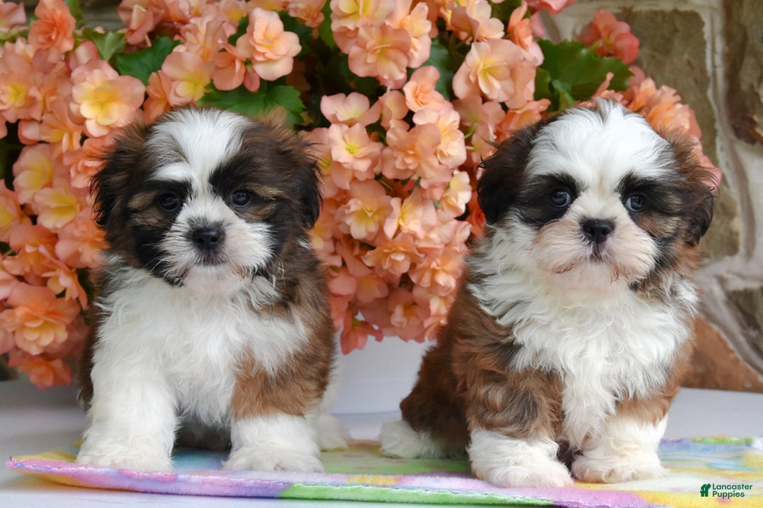 Shih Tzu dogs for sale: Rambo - Image 1