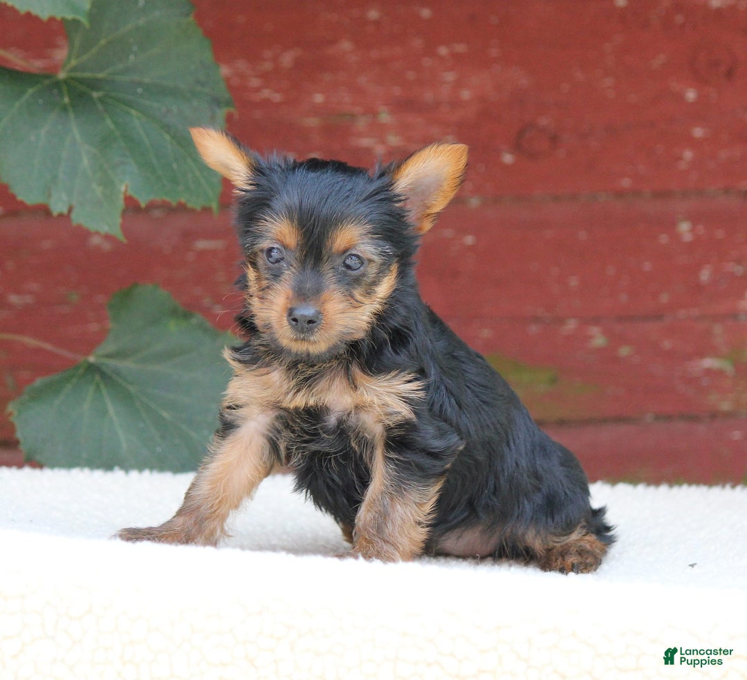 Yorkshire Terrier dogs for sale: Mia - Image 3