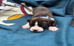 Boxer dogs for sale: Bear - Image 1