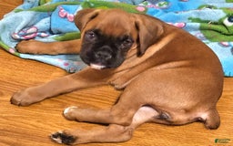 Boxer dogs for sale: Lilly European - Listing for pets: Beautiful European Health Tested Parents, Brady European Boxer health tested, Cream De Coco, Lilly European - Image 9