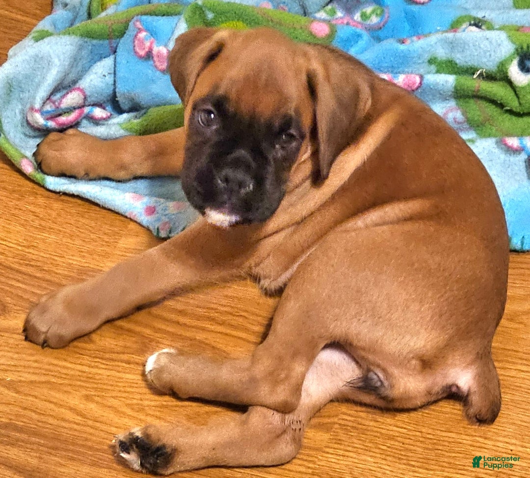 Boxer dogs for sale: Lilly European - Listing for pets: Beautiful European Health Tested Parents, Brady European Boxer health tested, Cream De Coco, Lilly European - Image 9
