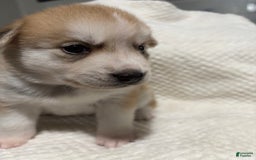 Siberian Husky dogs for sale: J5 - Image 3