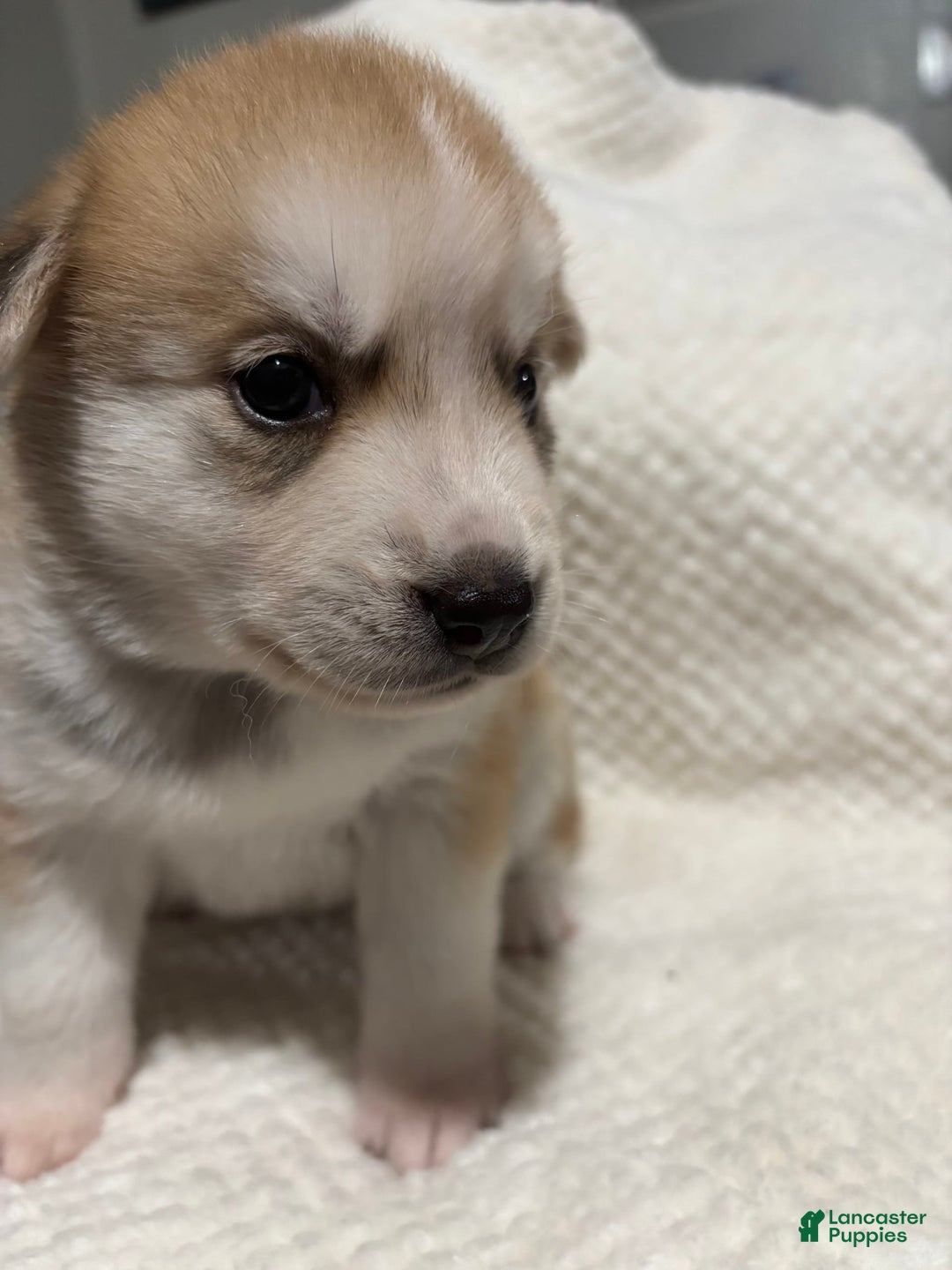 Siberian Husky dogs for sale: J5 - Image 3