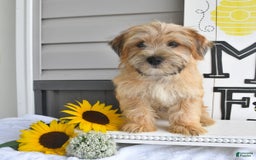 Morkie dogs for sale: Rover - Image 6