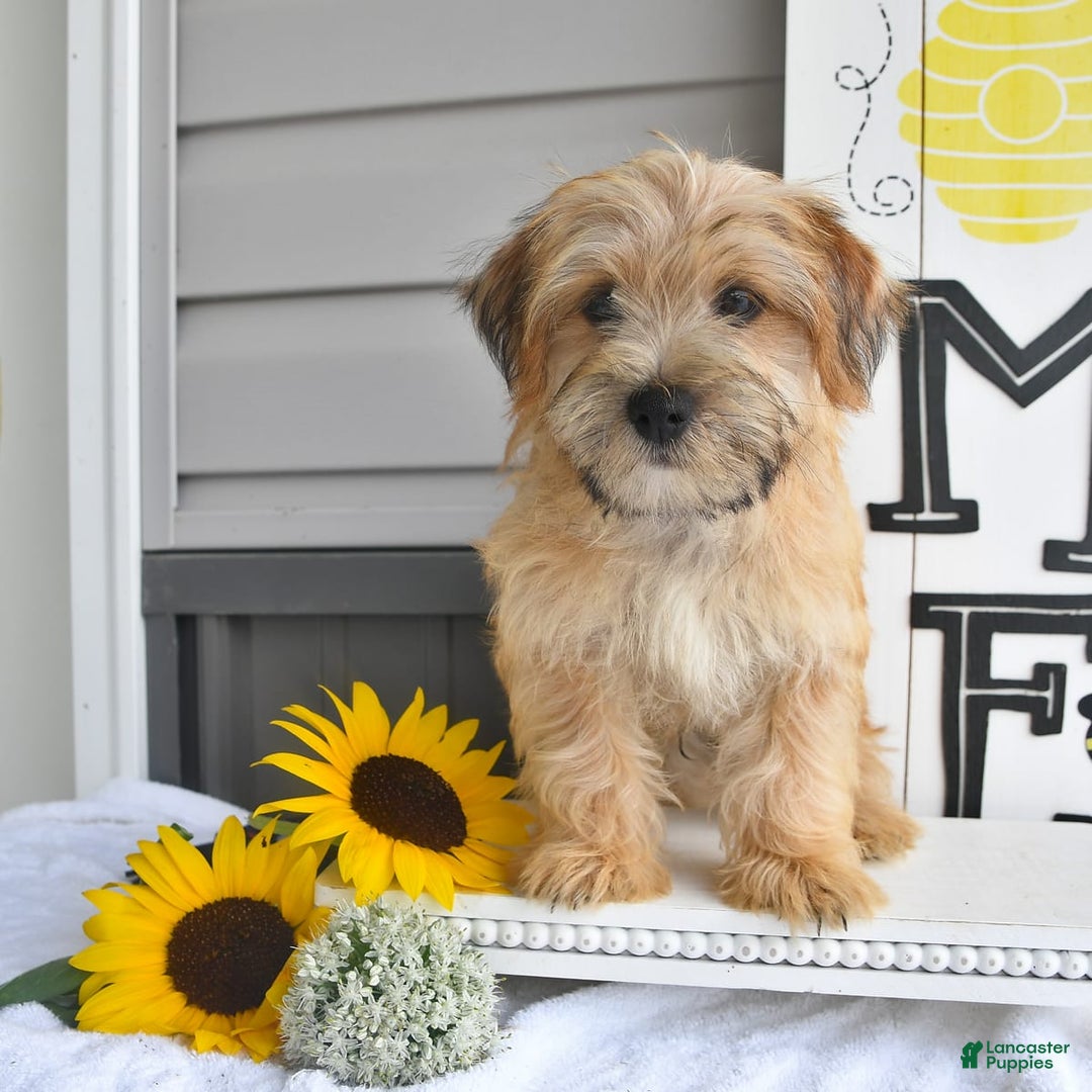 Morkie dogs for sale: Rover - Image 6