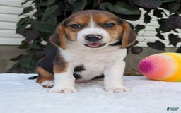 Beagle dogs for sale: Benji - Image 13