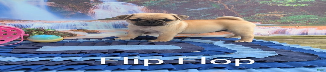 Flip Flop