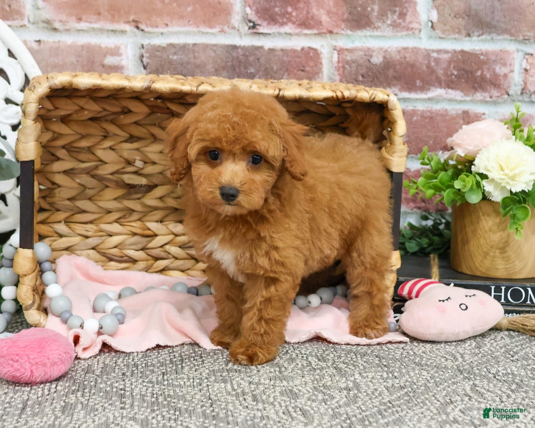 Miniature Poodle dogs for sale: Gabriela - Image 3