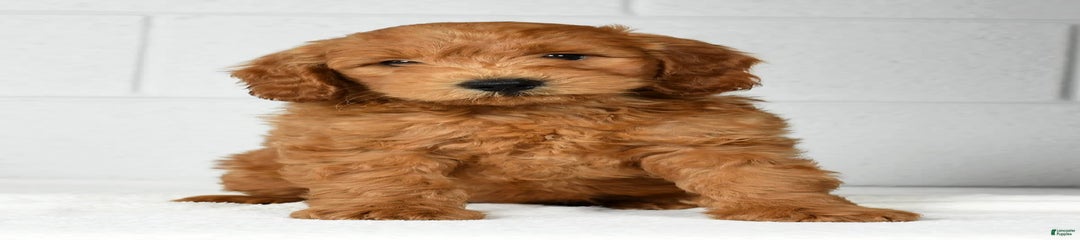 Roscoe