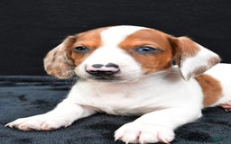 Miniature Dachshund dogs for sale: Jerry - Image 4