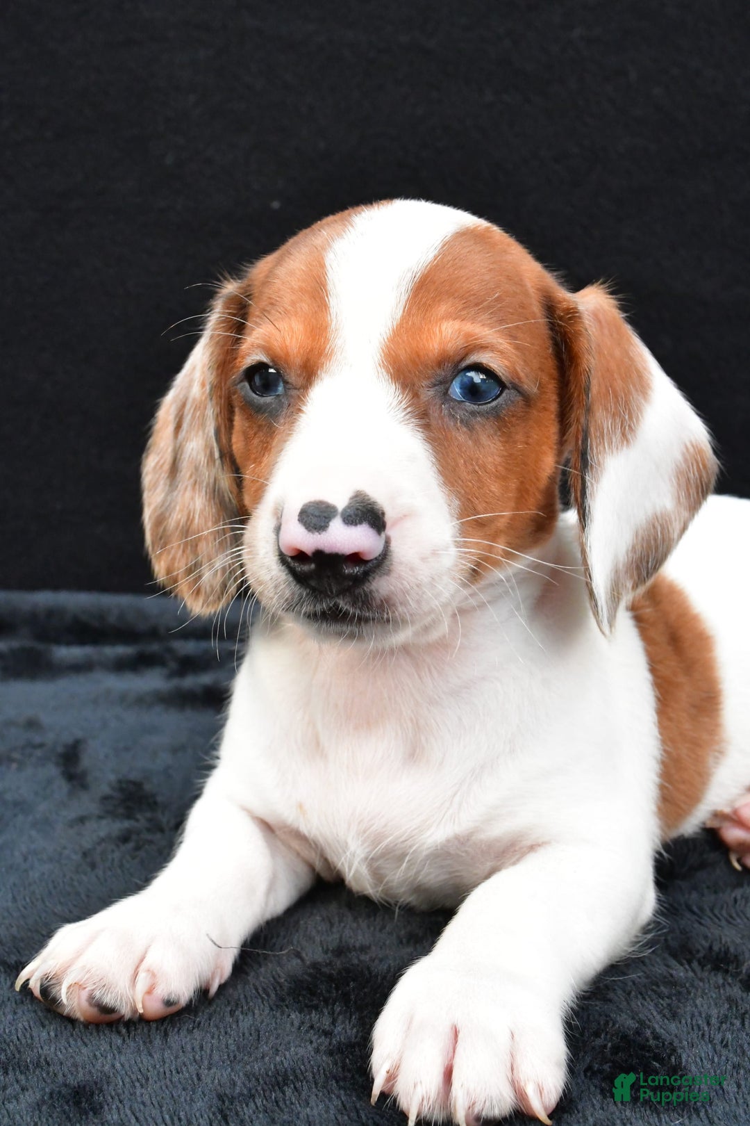 Miniature Dachshund dogs for sale: Jerry - Image 4