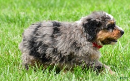 Mini Bernedoodle dogs for sale: Jerry - Image 10