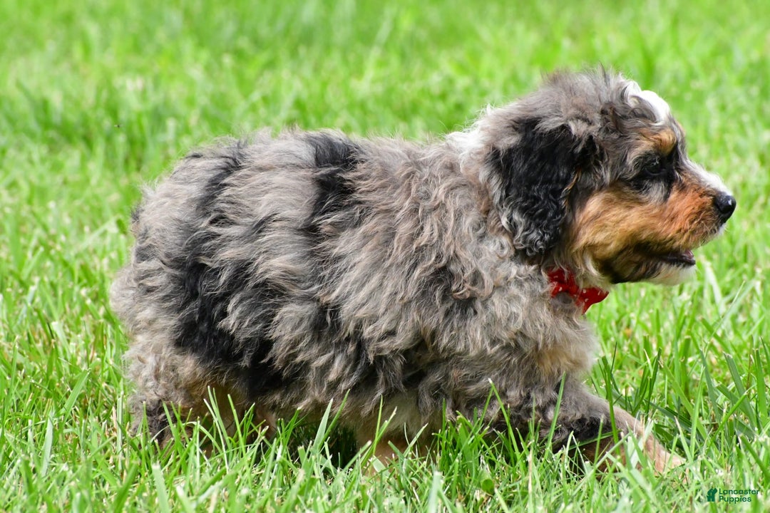Mini Bernedoodle dogs for sale: Jerry - Image 10