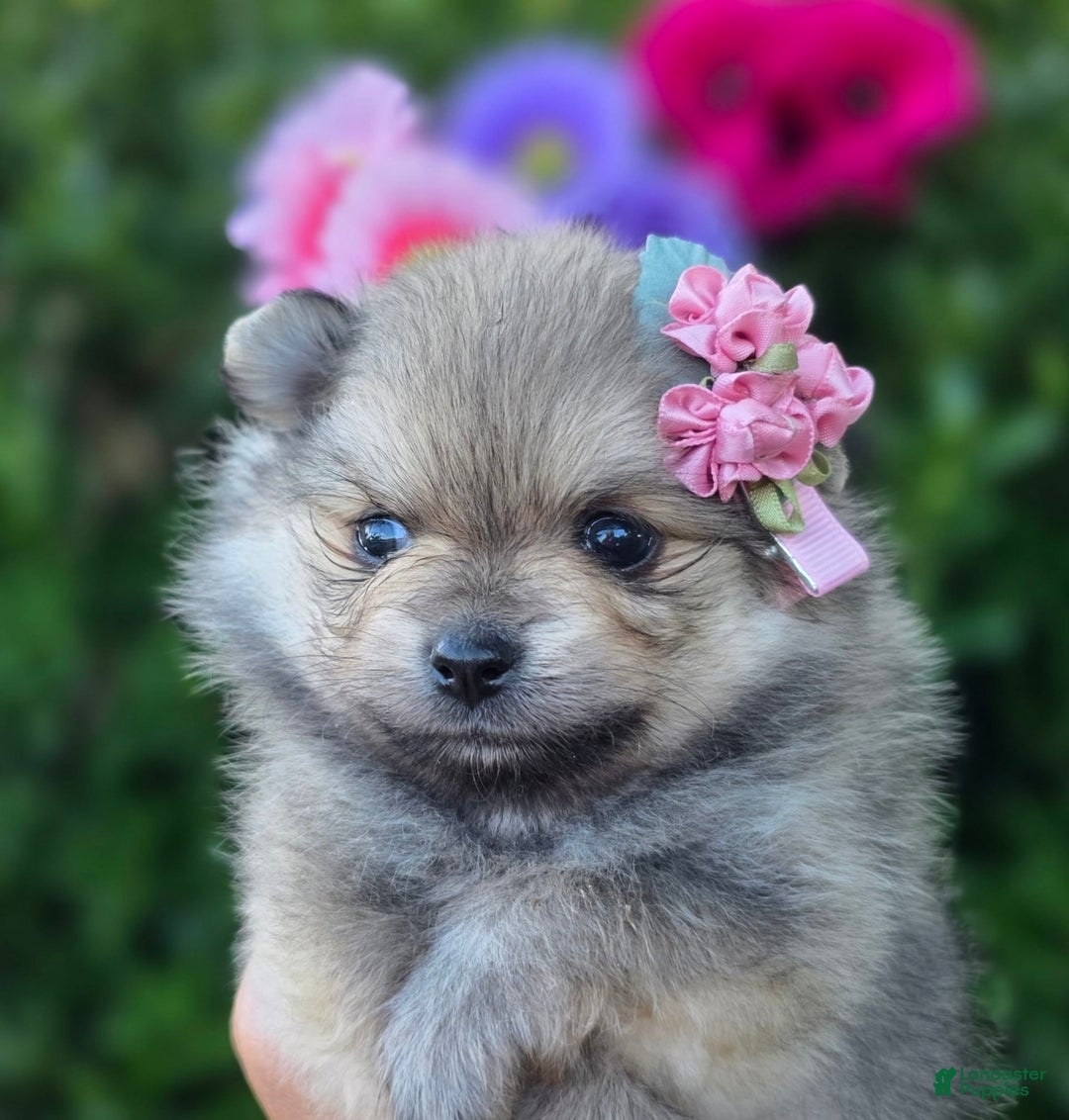 Pomeranian dogs for sale: Arya - Image 2