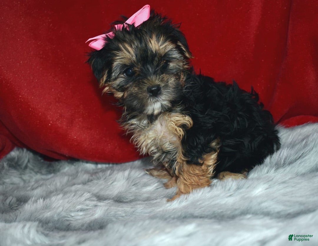 Morkie dogs for sale: Millie Mae - Image 2